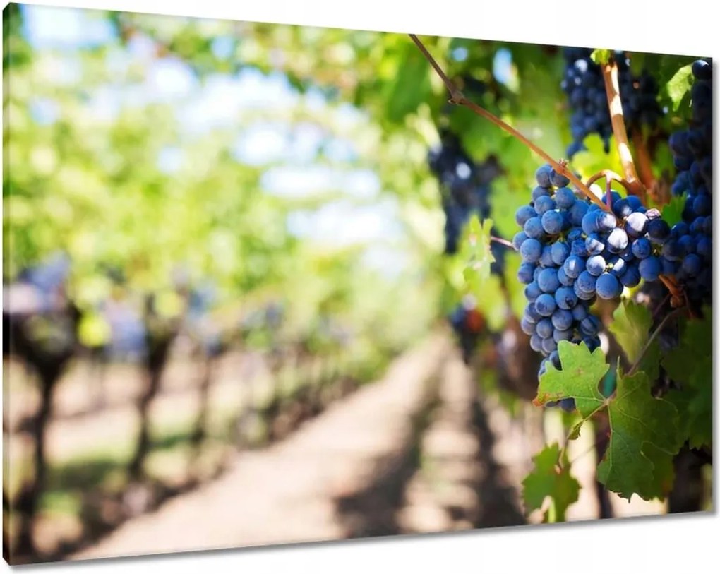 Vászonkép 100x70 Szőlőbirtok napsütésben