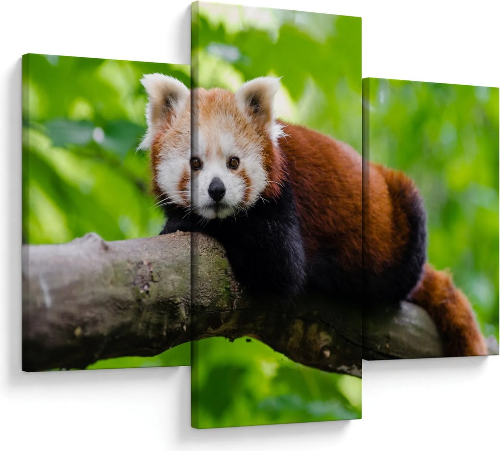 A vörös panda képe (90x60 cm)