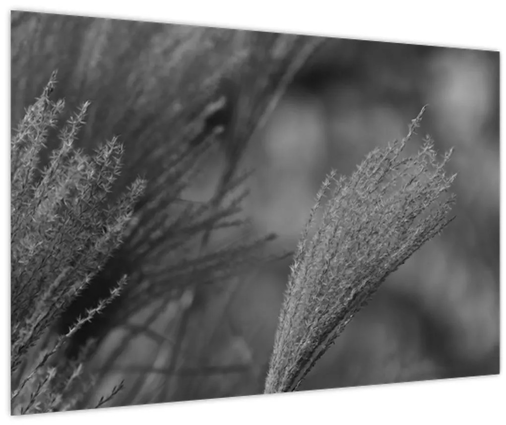 Kép - Szárított pampafű (90x60 cm)