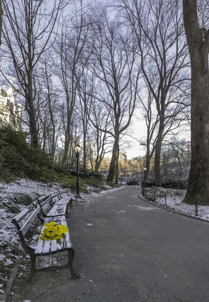 Poszter 68x98cm Egy csokor sárga virág egy padon a parkban, Assaf Frank