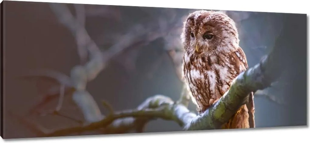 Vászonkép 100x40 Bagoly az ágon Ragadozó