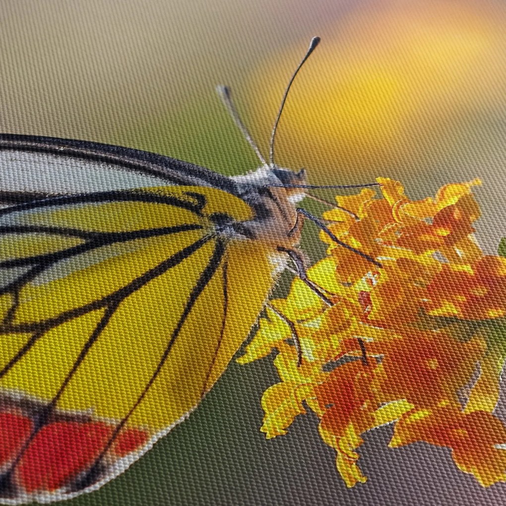 Egy pillangó képe a virágon (120x50 cm)
