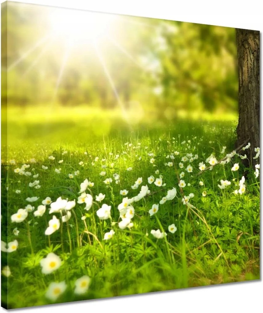 Vászonkép 40x40 Sugárzás a réten
