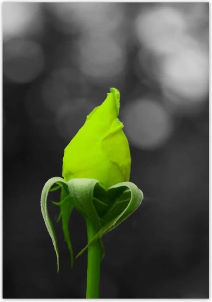 Poszterek 70x100 Lime rózsa