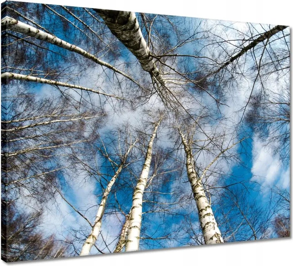 Vászonkép 50x40 Nyírfa