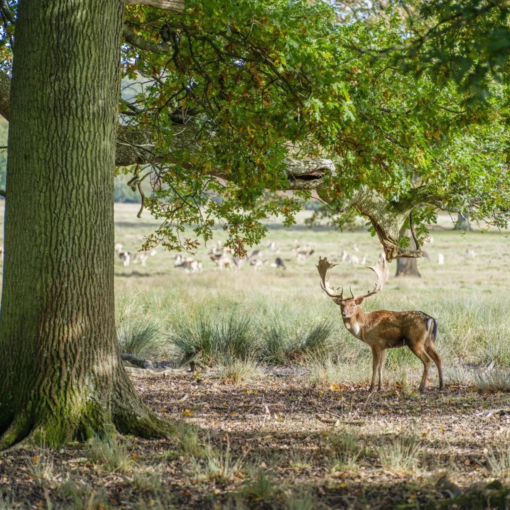 Poszter 90x90cm Szarvas az erdőben 2, Assaf Frank