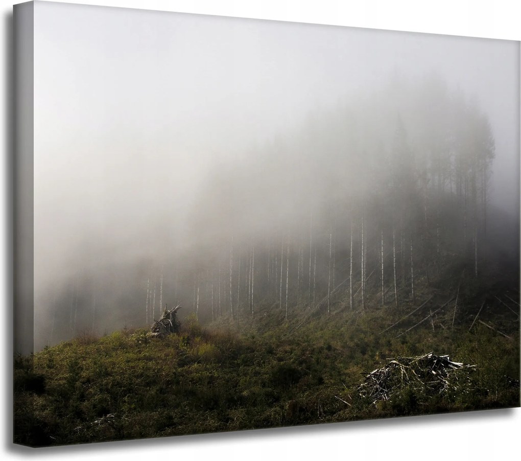 Vászonkép Természet Köd Megsemmisült erdő 40x30