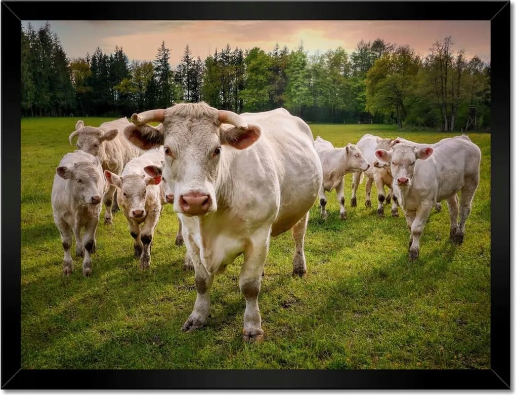 Poszterek keretben 40x30 Tehéncsorda