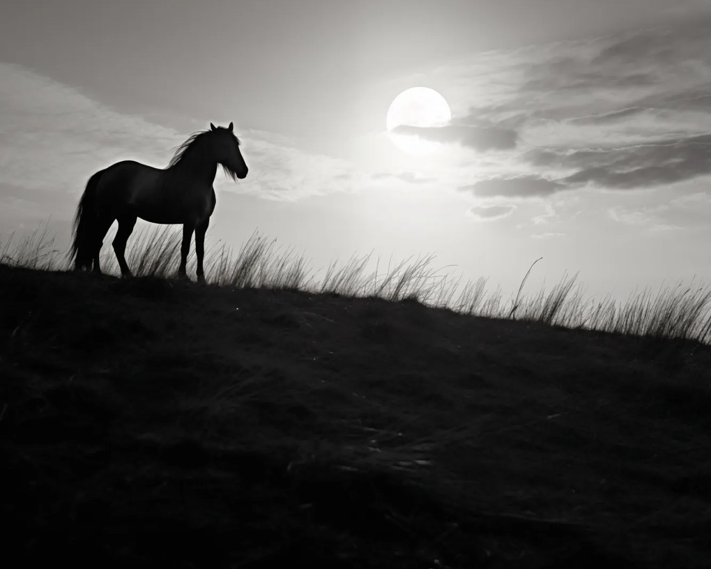 Poszter 50x40cm Holdőrség