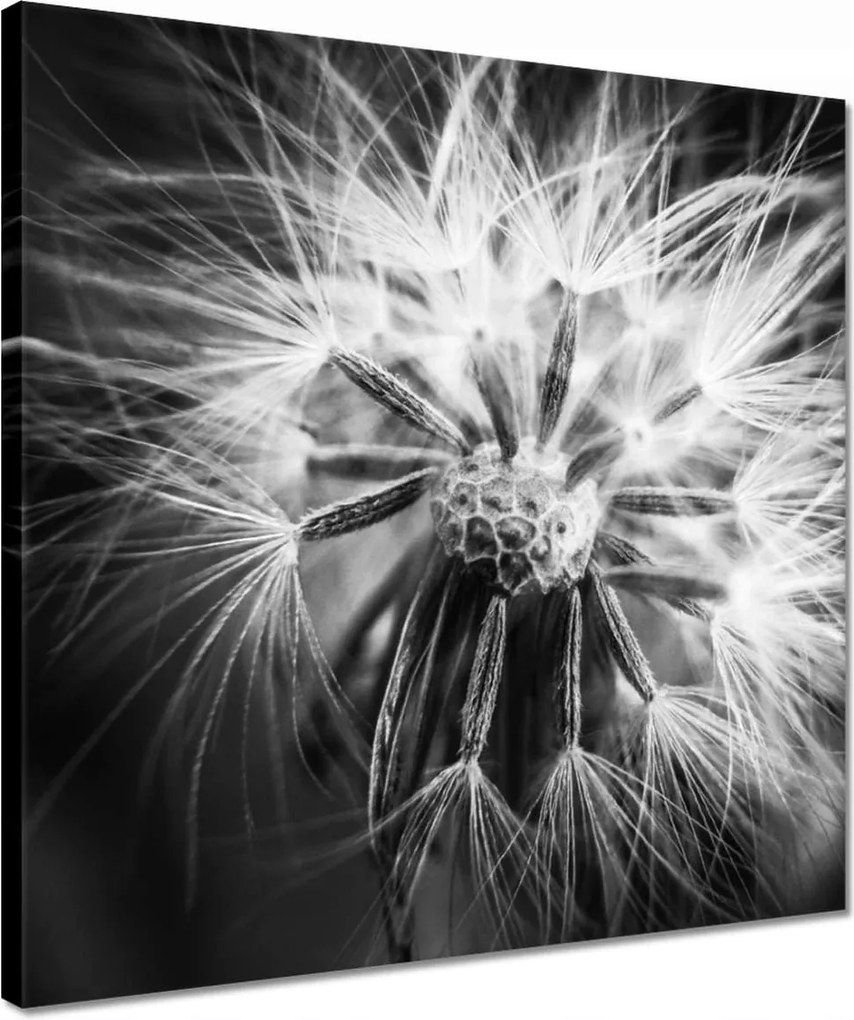 Vászonkép 40x40 Pitypang Virág Virágok