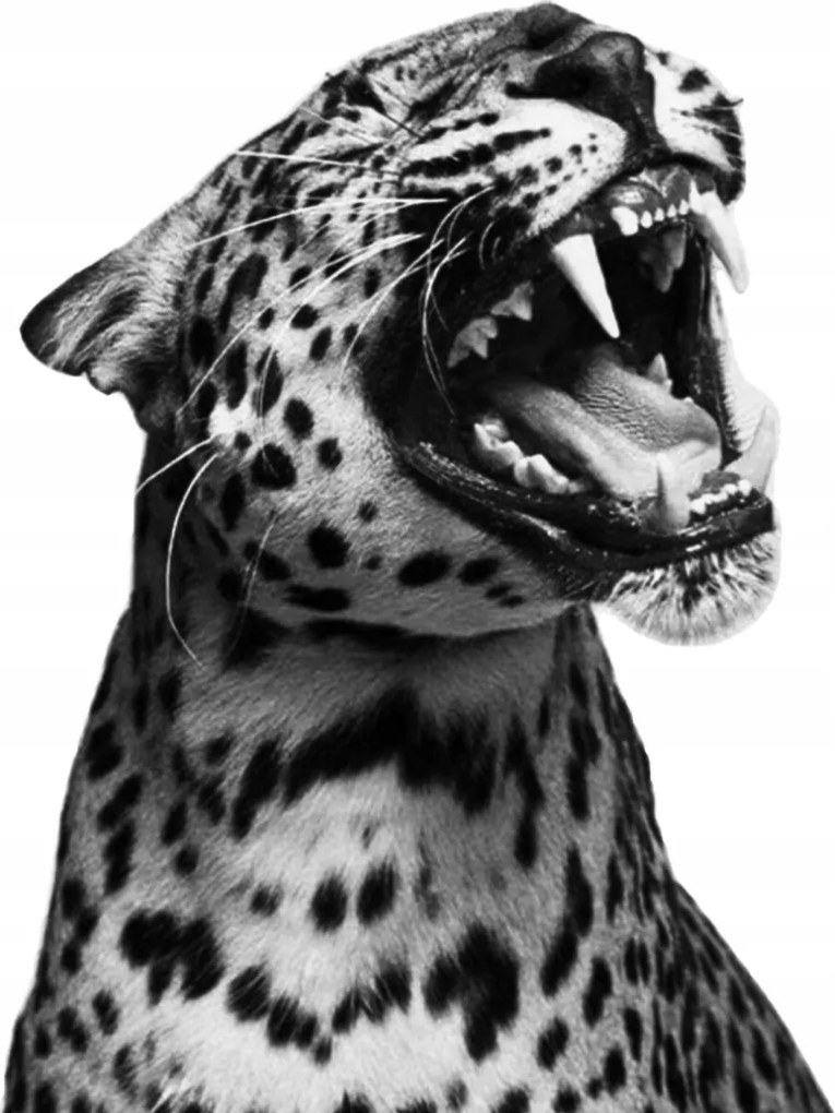 Poszter A4 divat leopárd fekete-fehér 21x30 cm