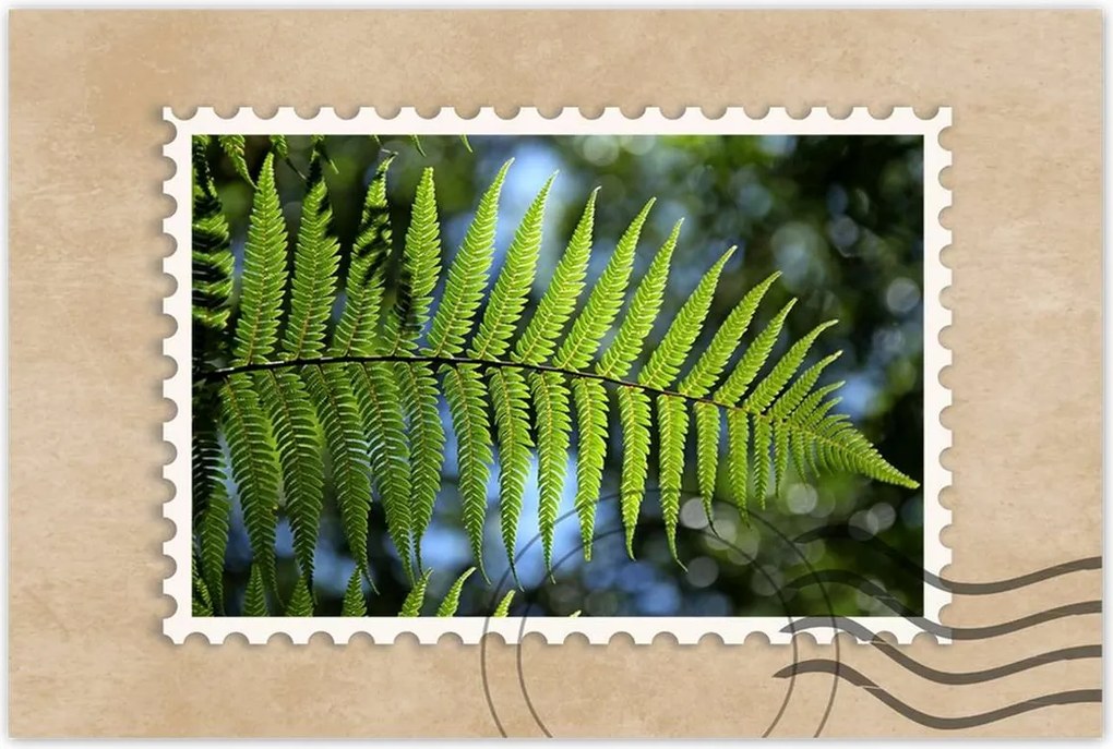 Poszterek 90x60 Páfrány páfránylevél