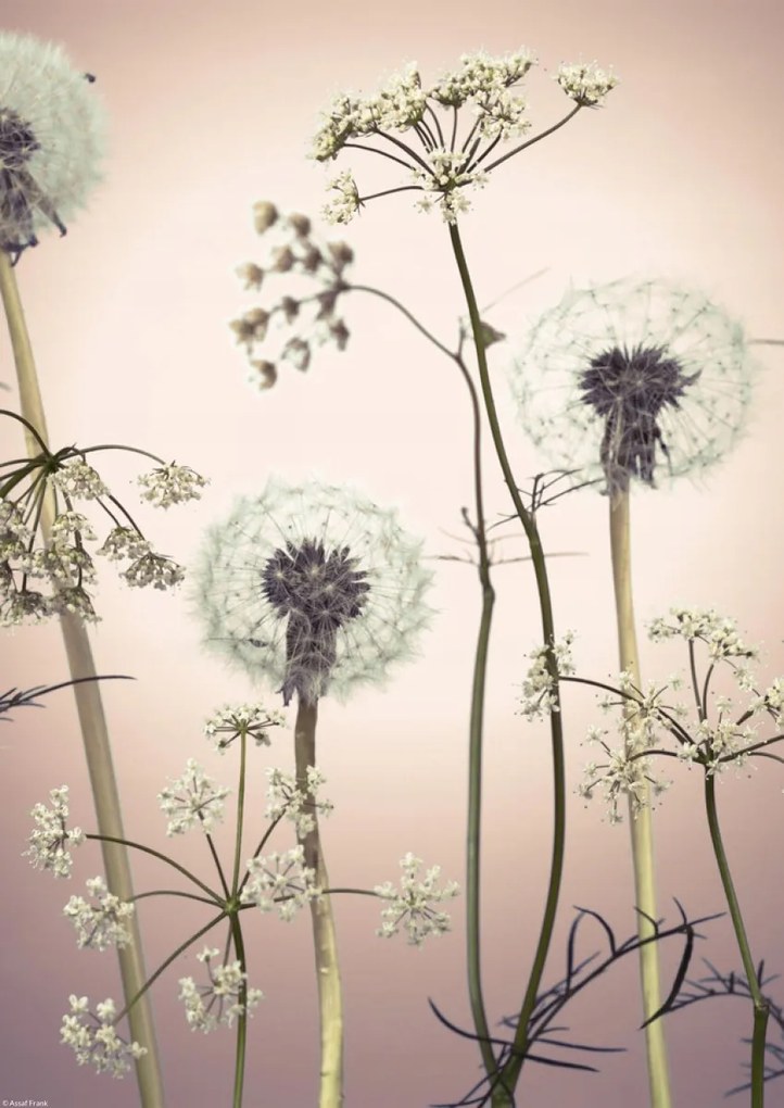 Poszter 29,7x42cm Réti virágok 3, Assaf Frank