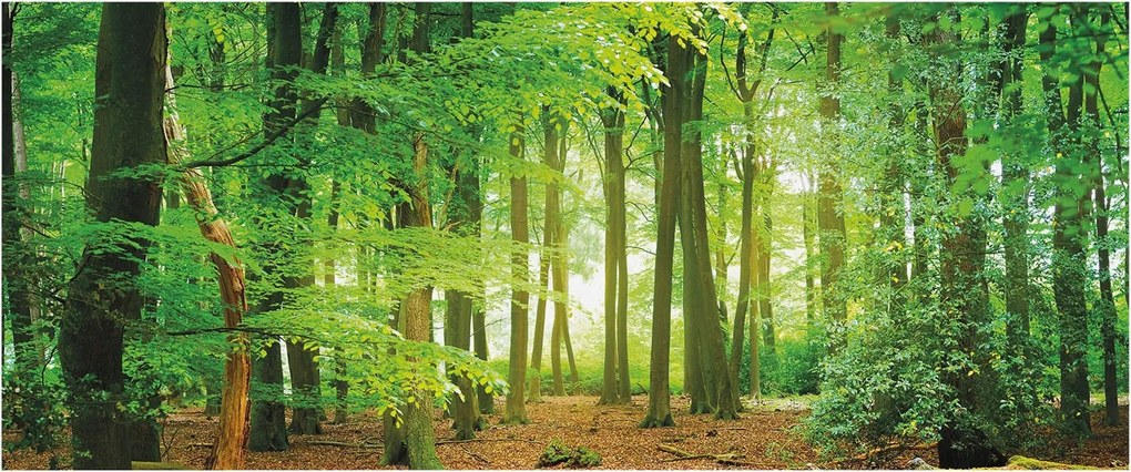 Dekoratív Fotótapéta Hálószobába Zöld erdő 250x104 Ragasztó