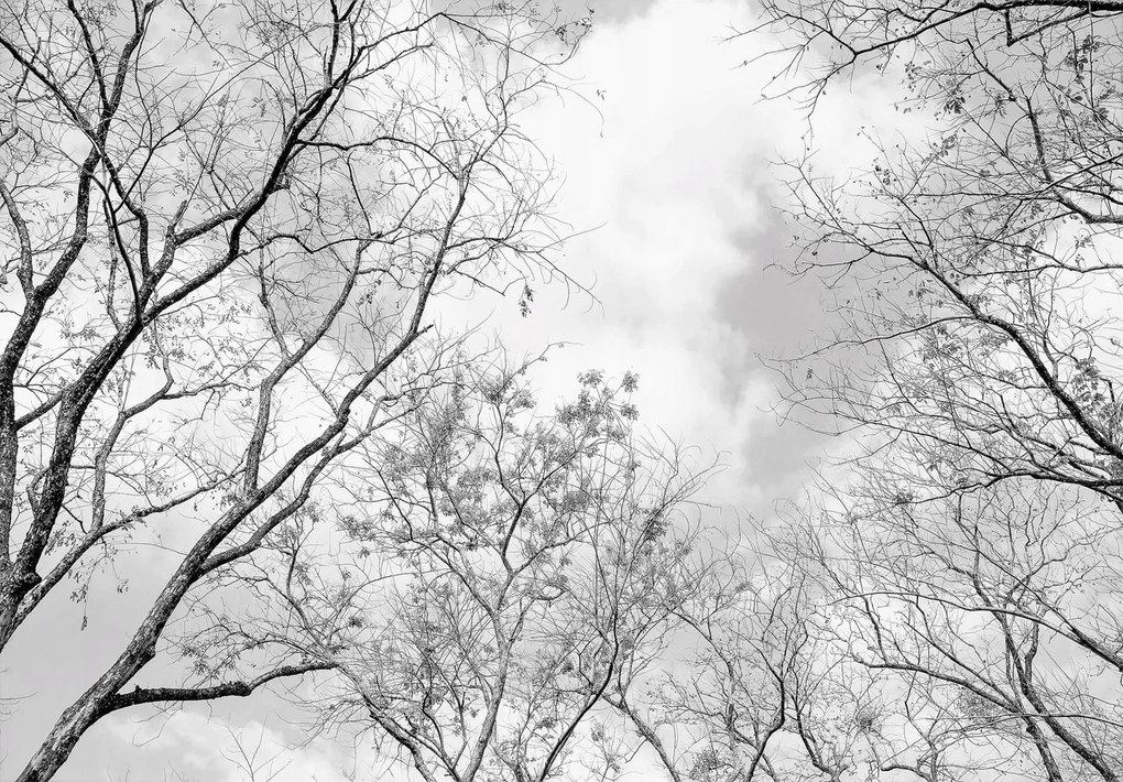 Fotótapéta gyönyörű Erdő fák hegyek kilátás 416 x 254 14184veXXXL