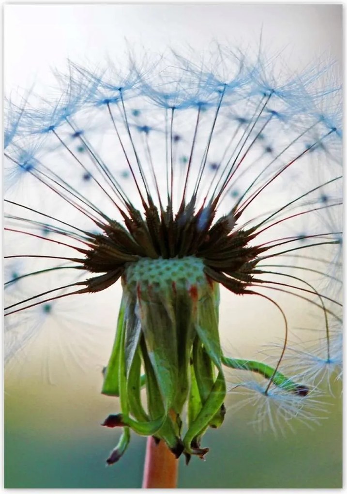 Poszterek 70x100 Pitypang Virág Virágok