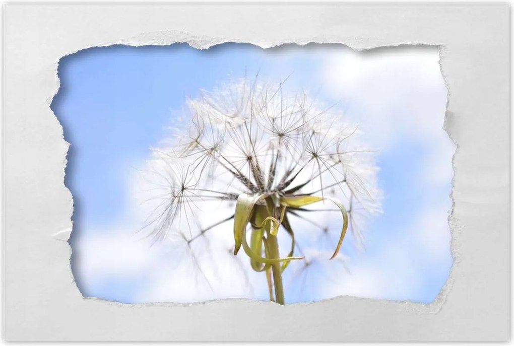 Poszterek 60x40 Pitypang Virág Virágok