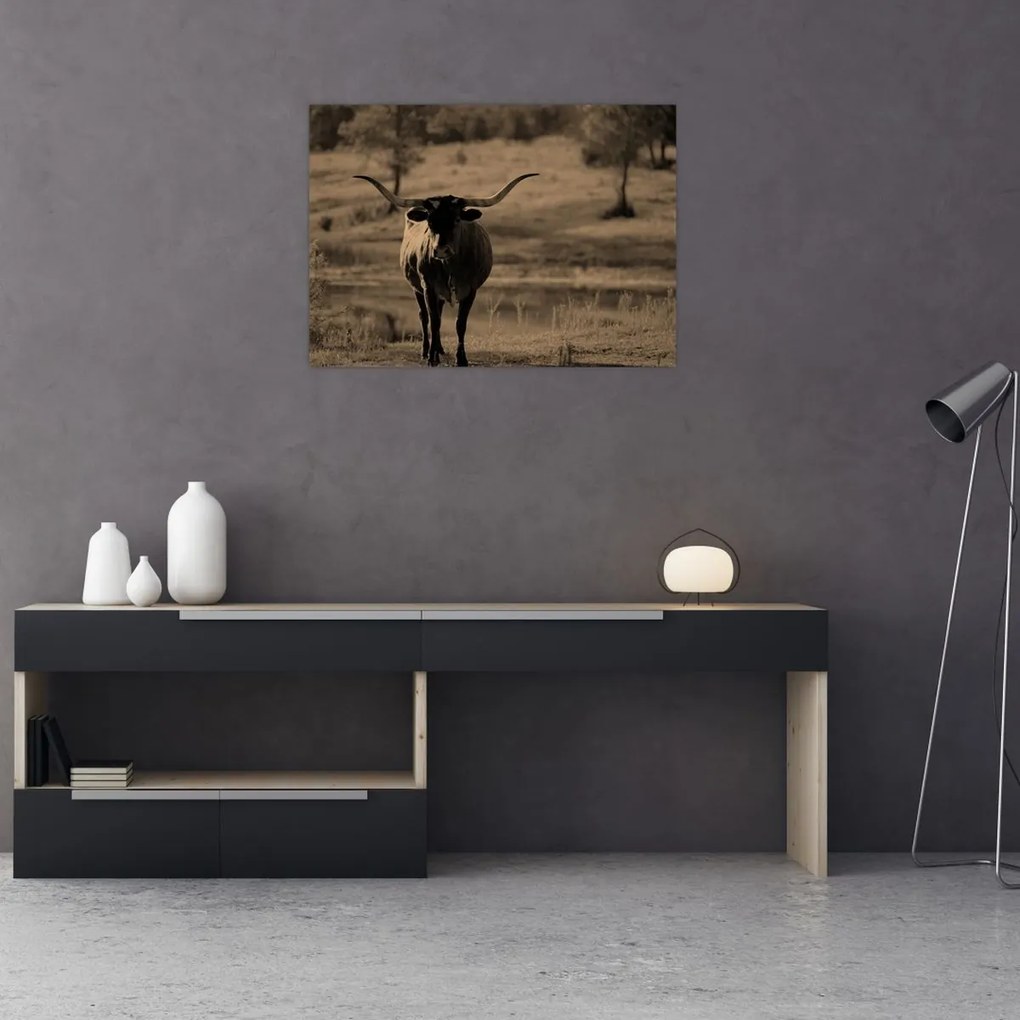 Üveg kép - Texasi tehén (70x50 cm)
