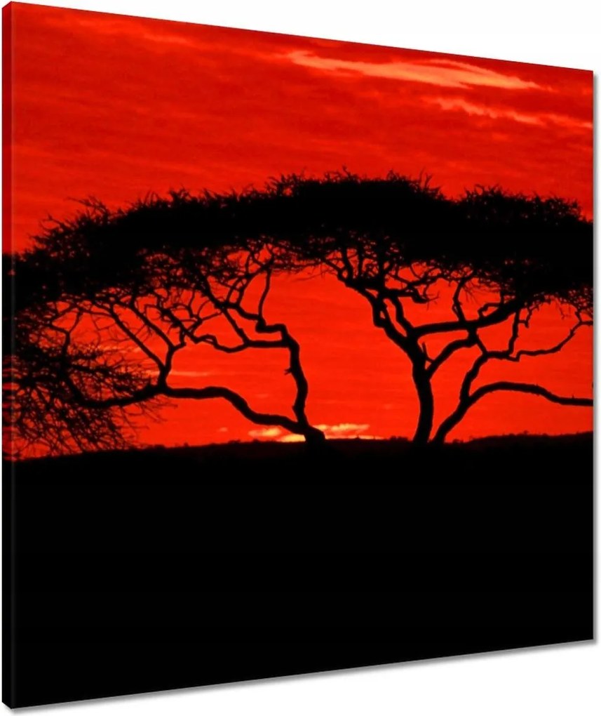 Vászonkép 60x60 Akác Afrikában
