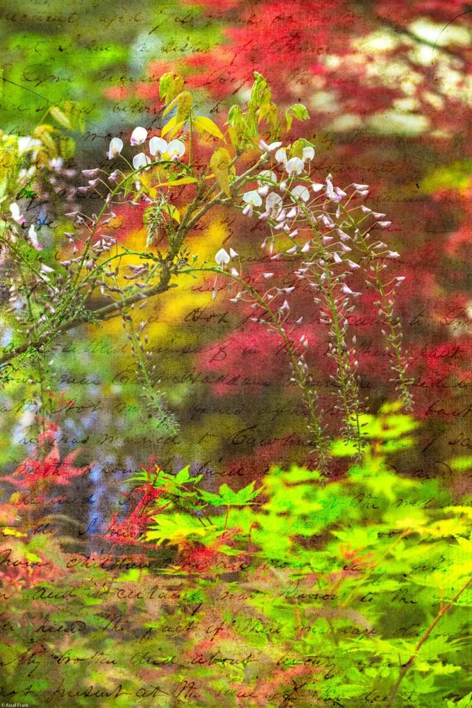 Poszter 30x45cm Színes tavaszi lila, Assaf Frank