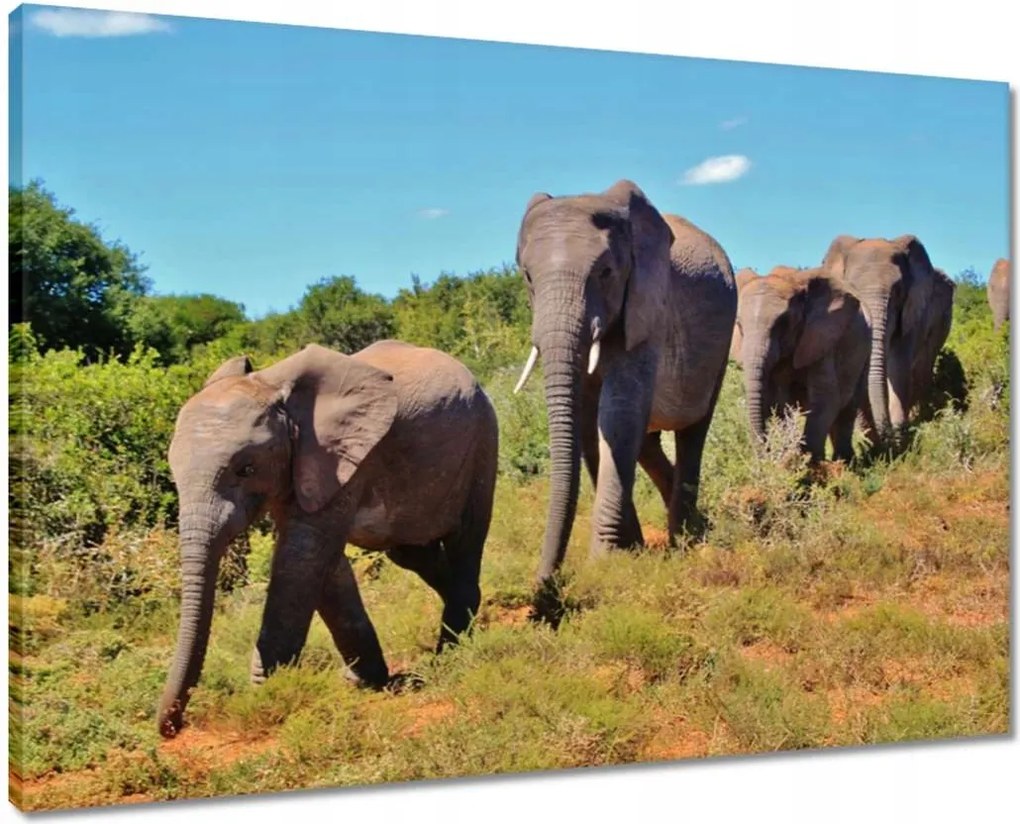 Vászonkép 70x50 Elefántok vándorlása