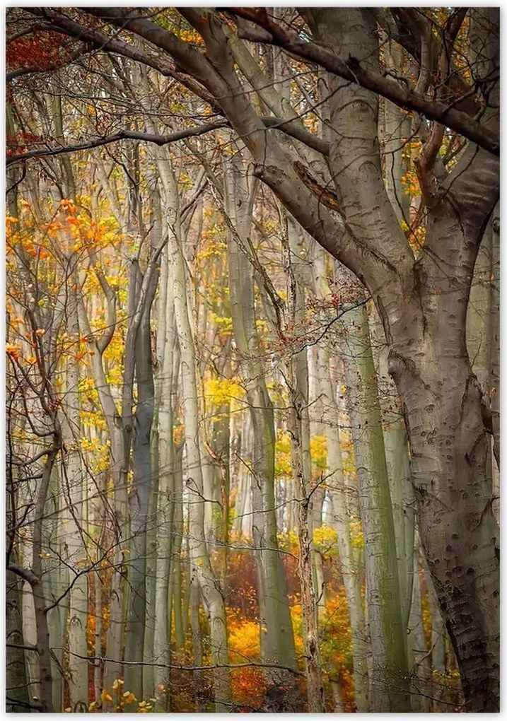 Poszterek 70x100 Tájkép Látvány