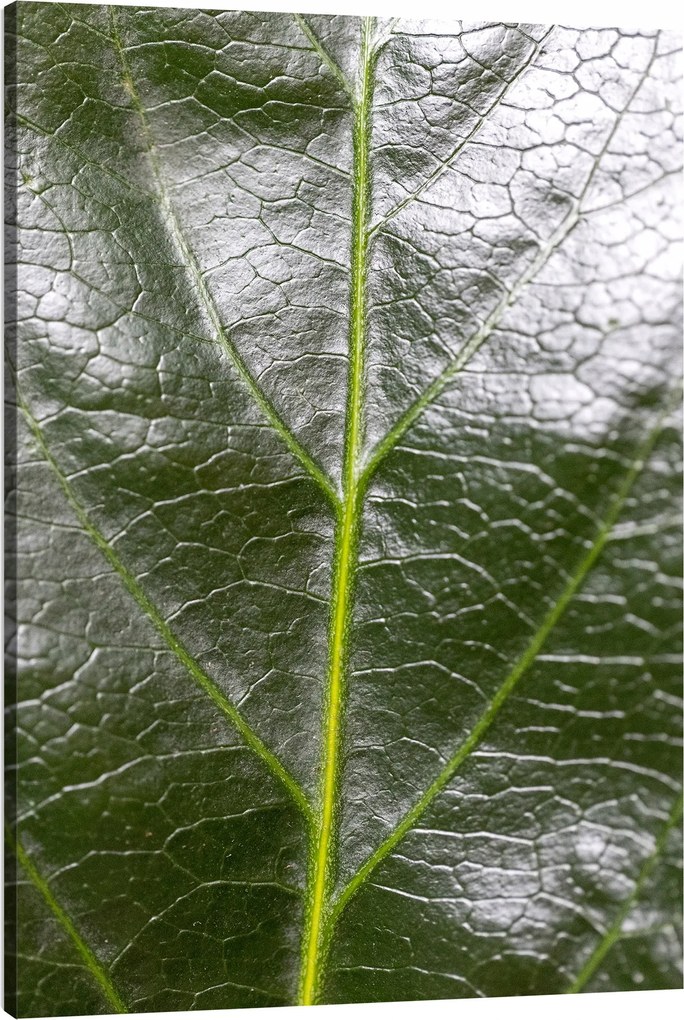 Botanika Vászonkép Zöld levél 80x120 cm