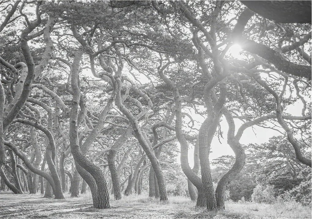 Stílusos Dekoratív Fotótapéta Flizelin Klíma erdő 312x219 Ragasztó