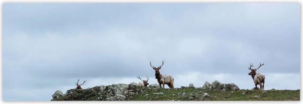 Poszterek 200x66 Szarvas felszarvazott