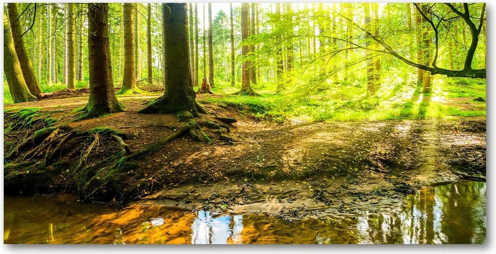 Fotó üvegkép Napsugarak erdő 140x70