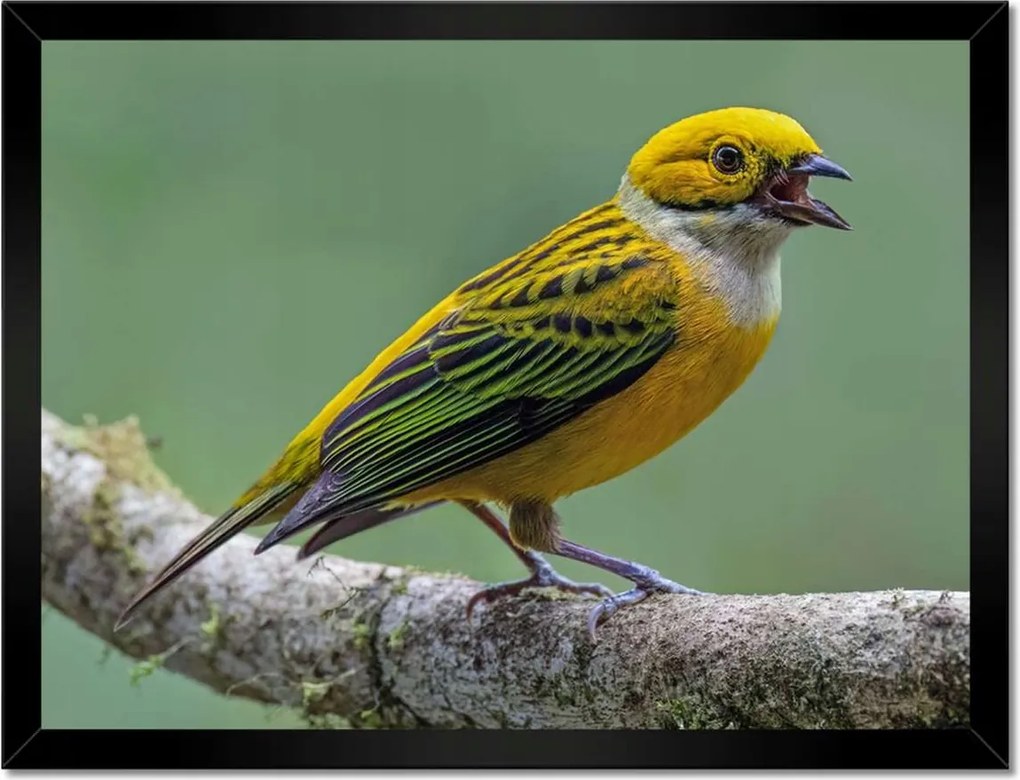 Poszterek keretben 40x30 Tanager madár ezüsttorok