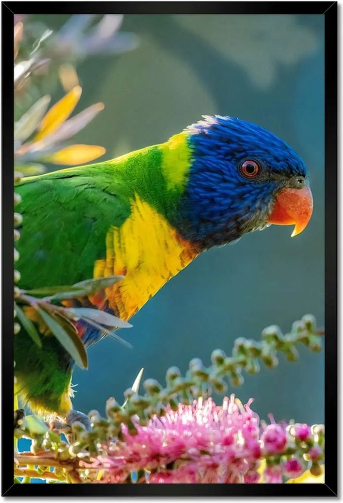 Poszterek keretben 40x60 Papagájok Madarak