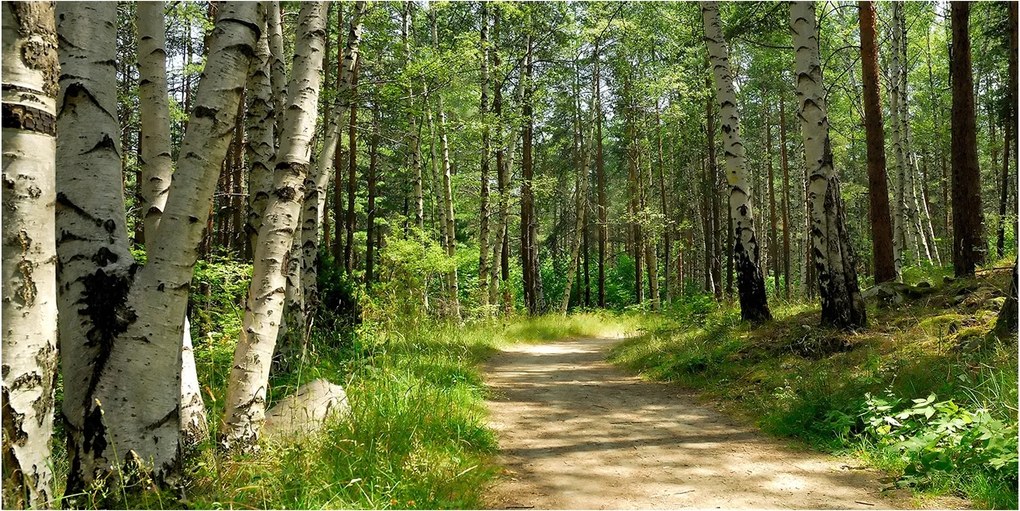 Fotótapéta üvegfalra Ösvény az erdőben 140x70