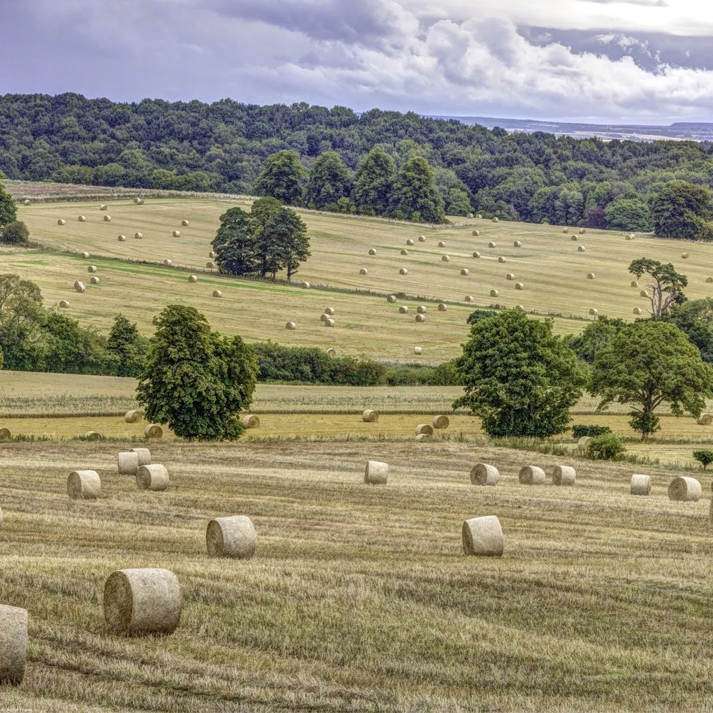 Poszter 40x40cm Szénakazalok a mezőkön, Assaf Frank