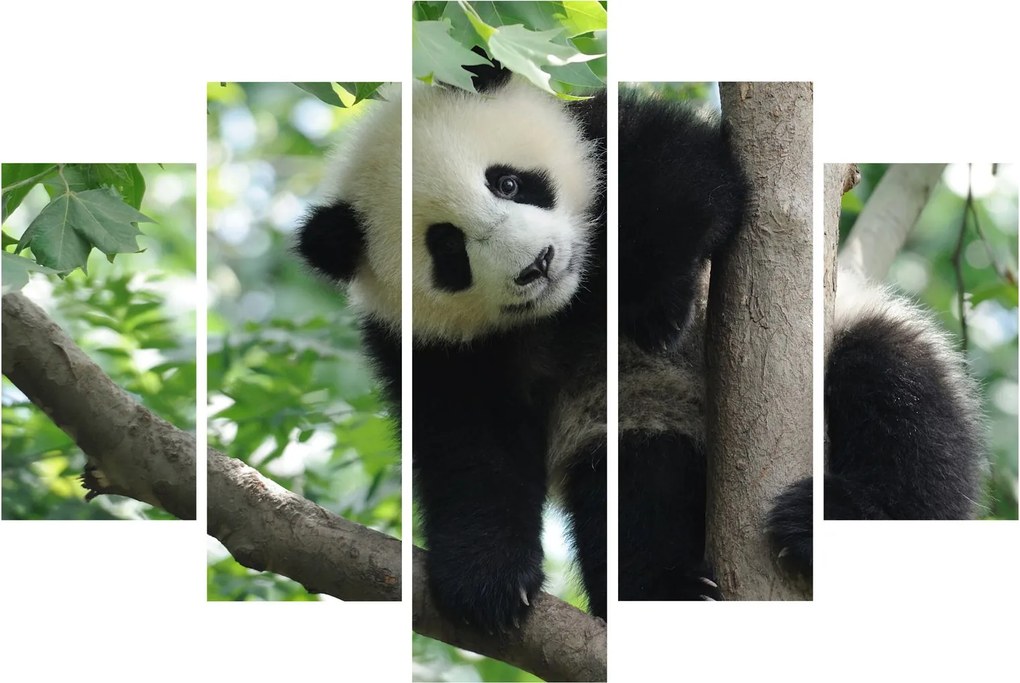 Kép - Panda a fán (150x105 cm)