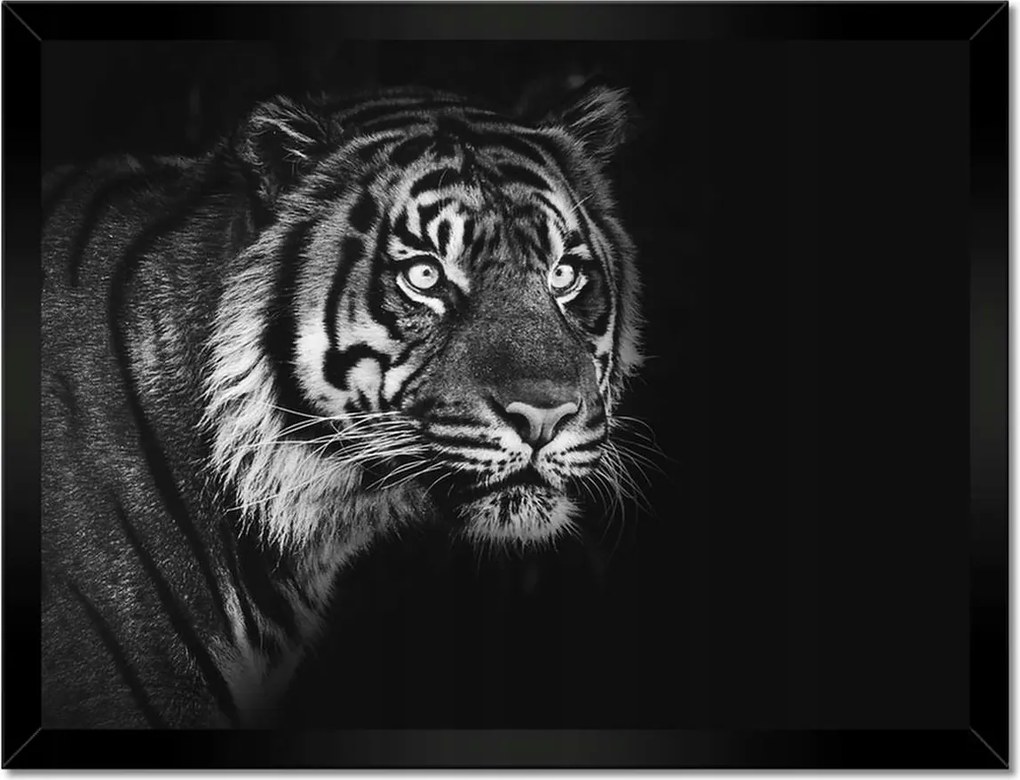 Poszterek keretben 40x30 Szumátrai tigris