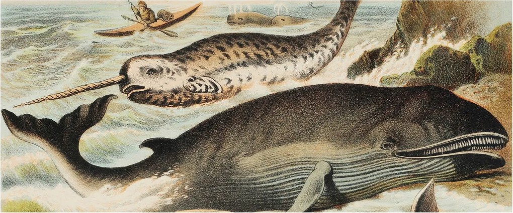 Fali fotótapéta Flizelin a szobába Tengeri óriások 250x104 Ragasztó