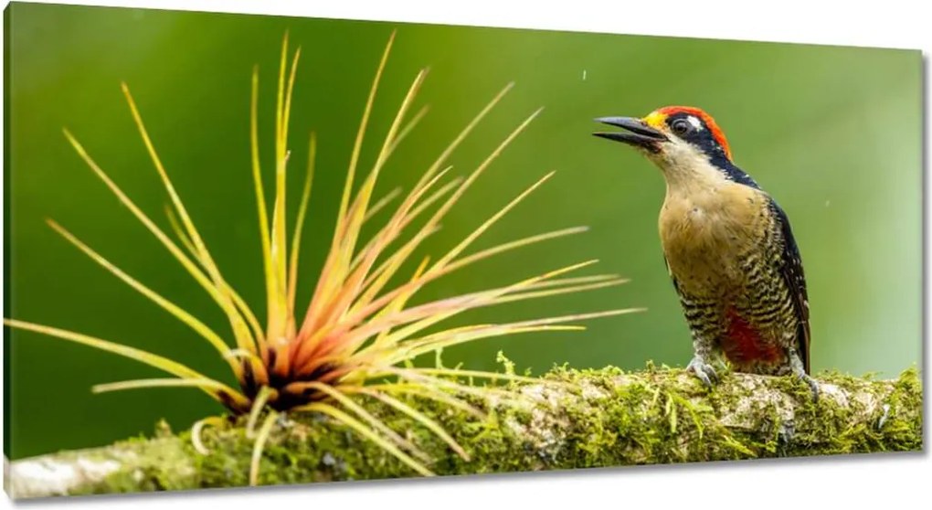 Vászonkép 115x55 Madarak