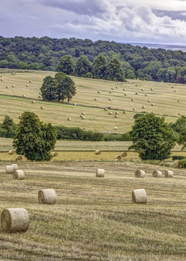 Poszter 50x70cm Szénakazalok a mezőkön, Assaf Frank