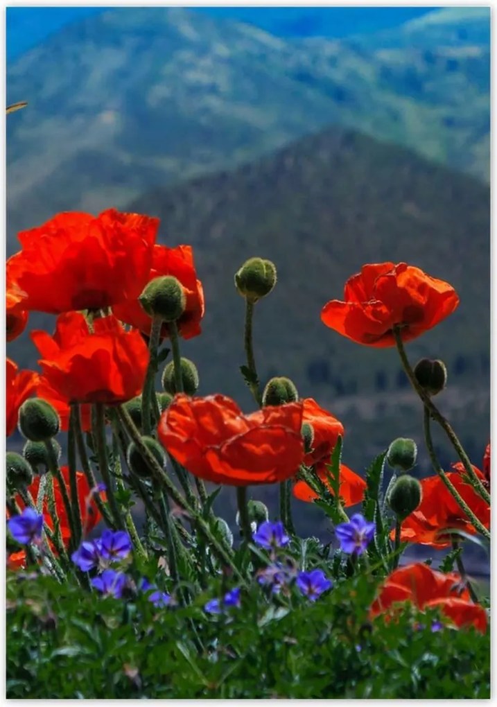 Poszterek 70x100 Piros pipacs Virágok