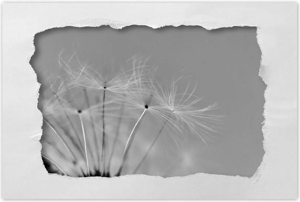 Poszterek 60x40 Pitypang Virág Virágok