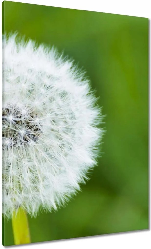 Vászonkép 70x100 Pitypang Virág Virágok