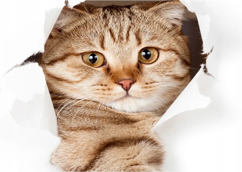 Fotó-kép fotó edzett üveg macska 140x70