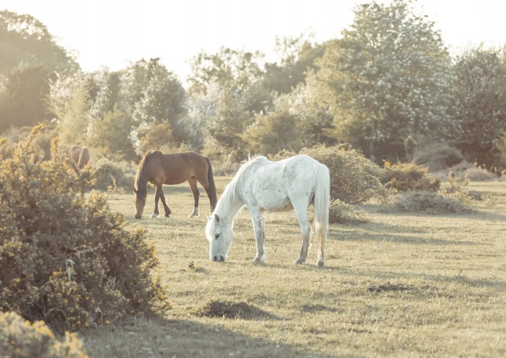 Poszter 84x59,5cm Lovak New Forestben, Assaf Frank