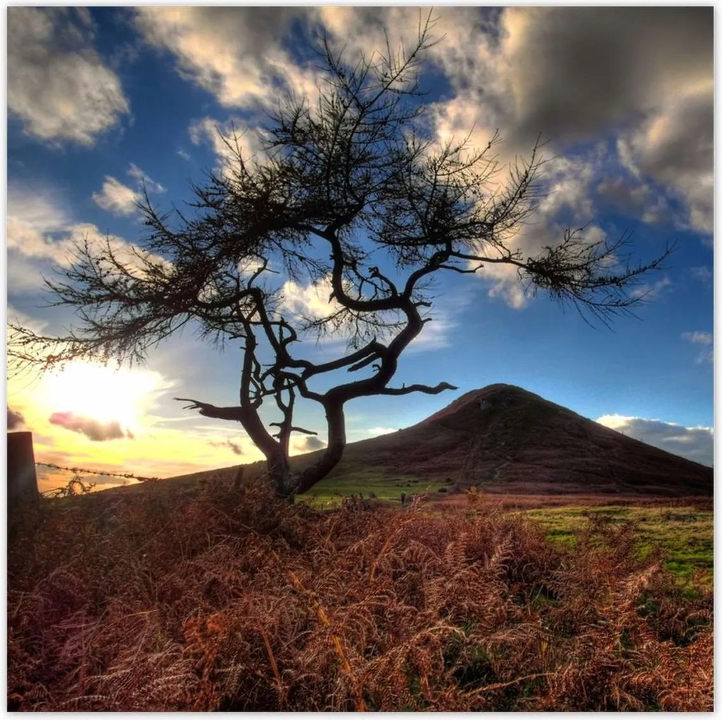 Poszterek 140x140 Fa