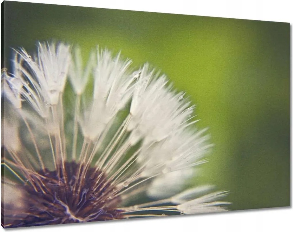 Vászonkép 100x70 Pitypang Virág Virágok