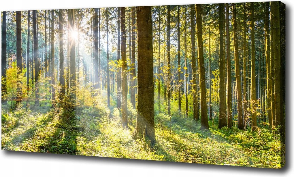 Nagyméretű vászonkép Erdő a napsütésben 100x70 cm