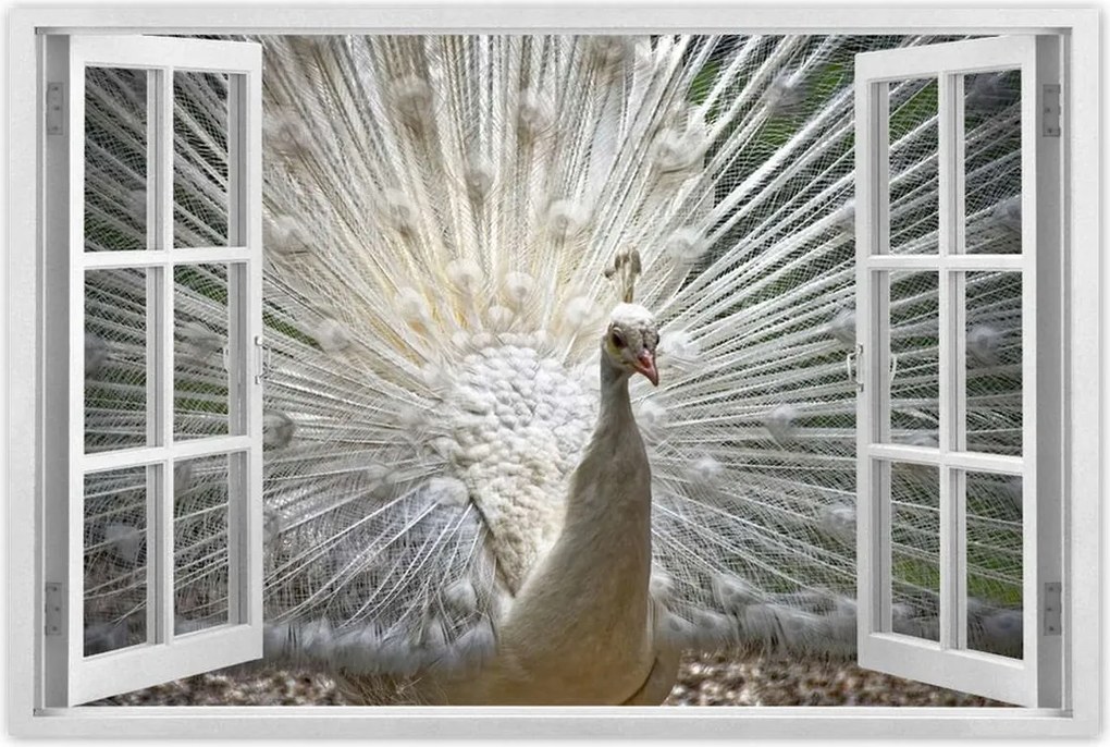 Poszterek 90x60 Madarak