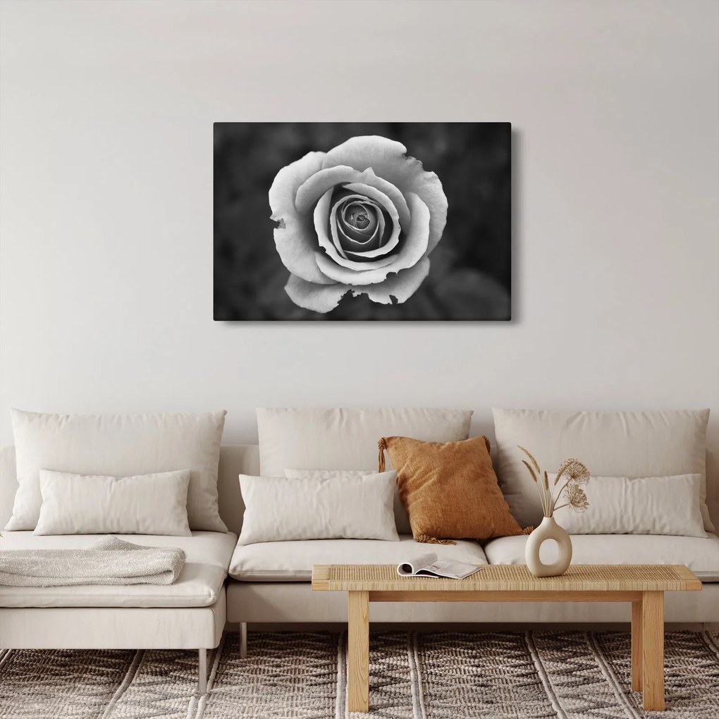 Egy rózsa képe (90x60 cm)