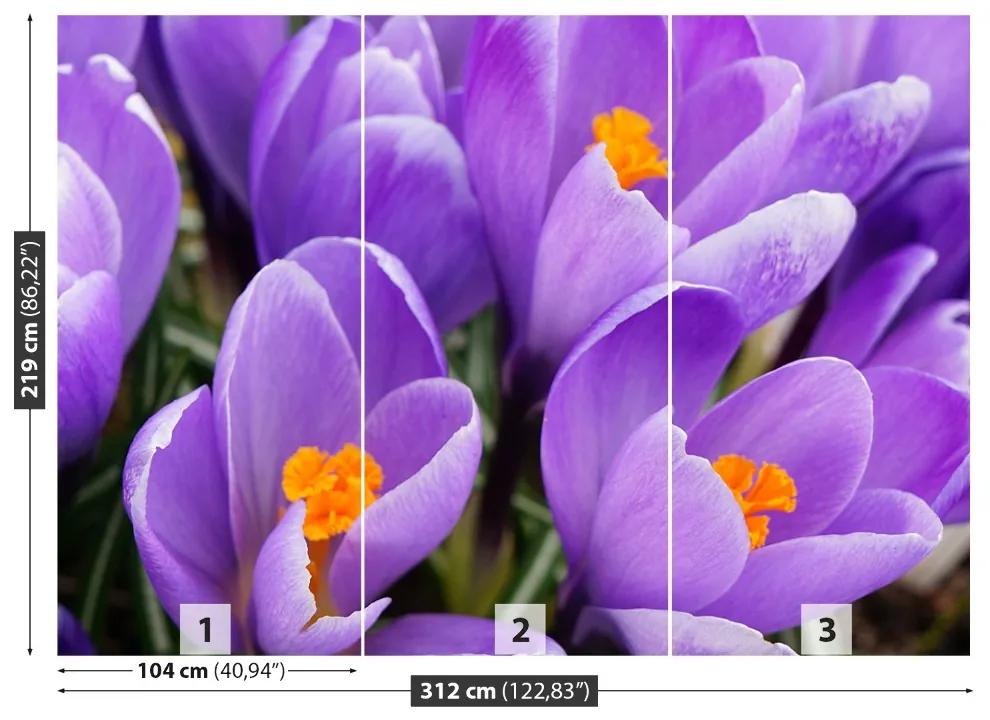 Fotótapéta lila krókuszok 104x70 cm